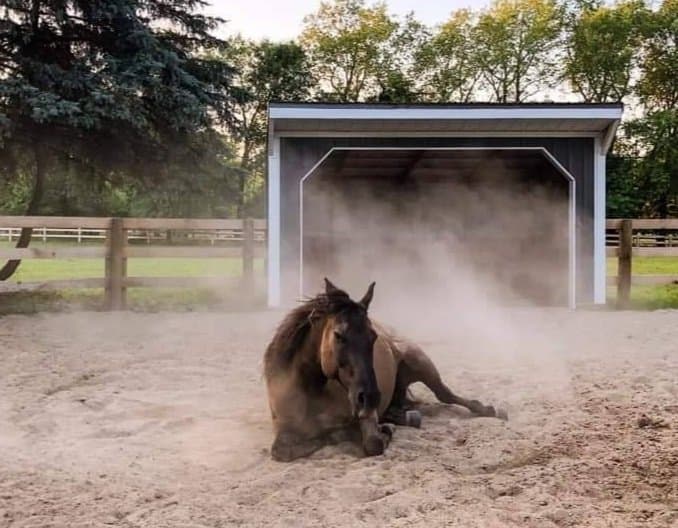 #5259 - Stock Grey Horse Run In 10 x 16